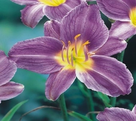 daylily in the garden online puzzle