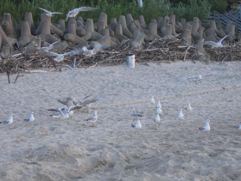 Gaviotas en la playa rompecabezas en línea
