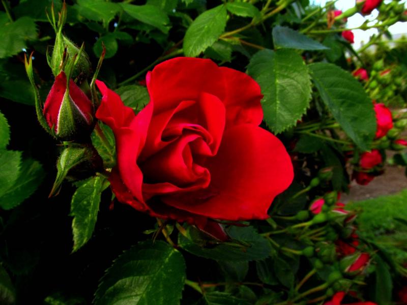 Приказни червени рози онлайн пъзел
