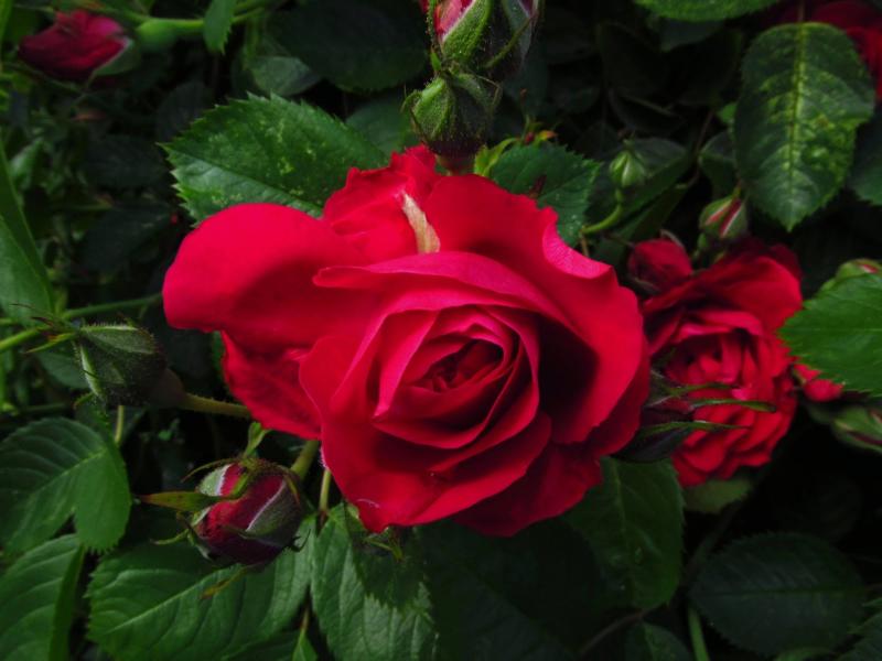 Roses rouges fées puzzle en ligne