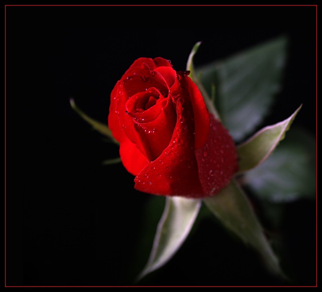 Una rosa rossa magica puzzle online