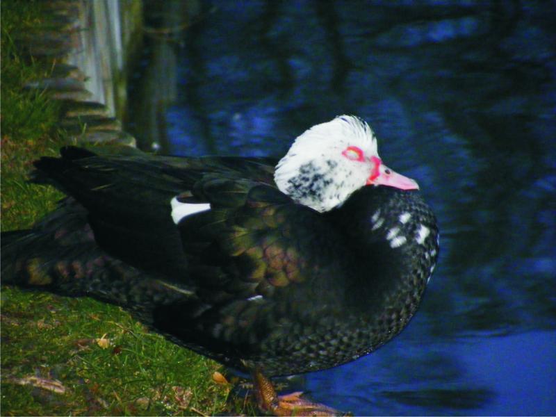 Muscovy duck online puzzle