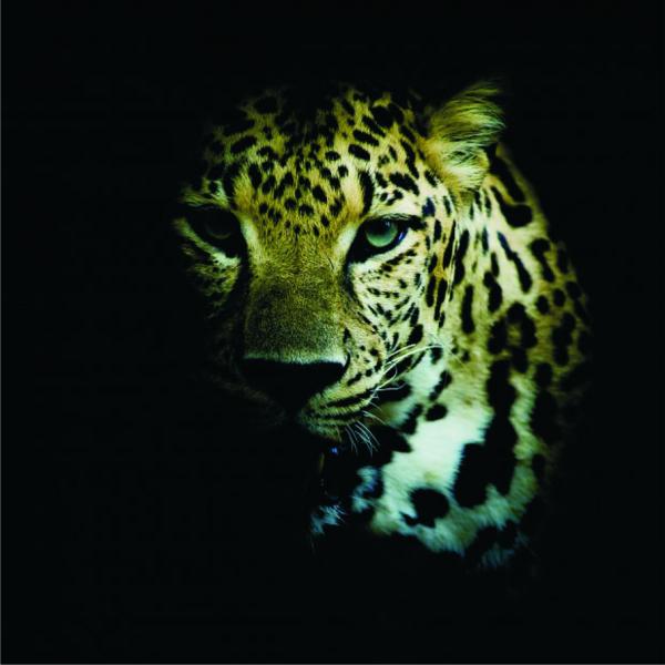 Majestätisk leopard Pussel online
