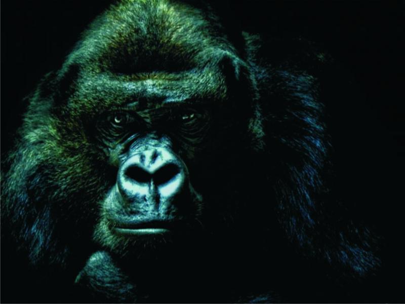 En tankeväckande gorilla pussel på nätet