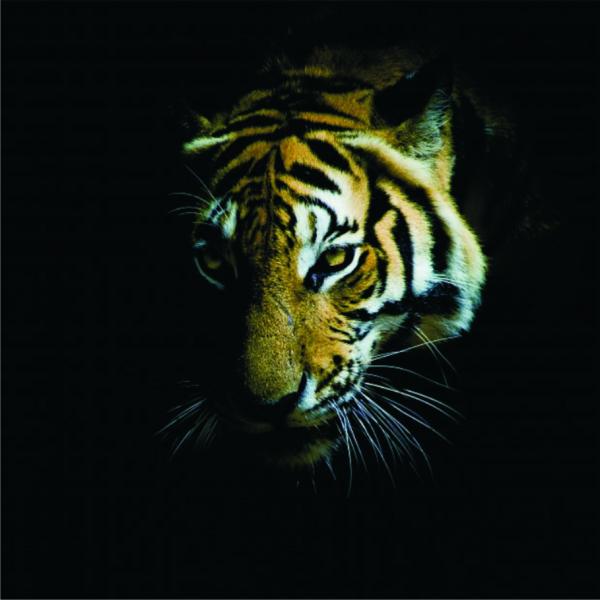 Panthera tigris онлайн пазл
