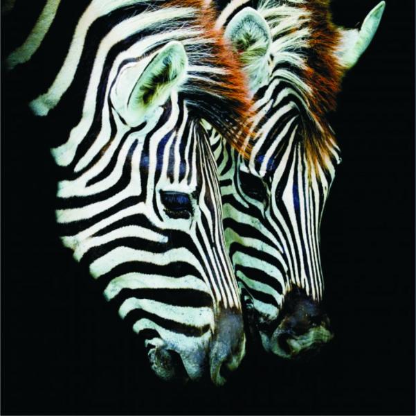 Two zebras jigsaw puzzle online
