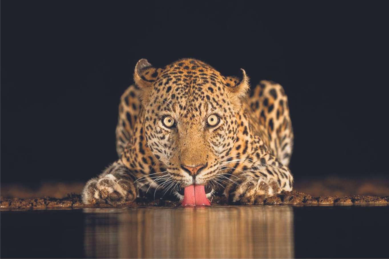 Leopardo sobre el agua rompecabezas en línea