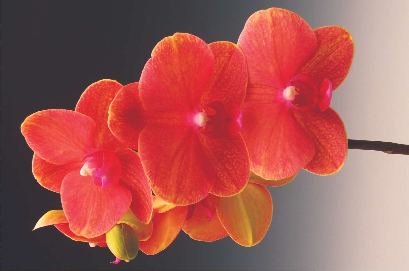 Phalaenopsis puzzle online
