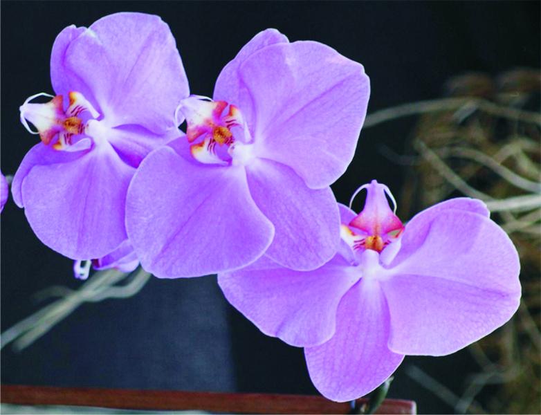 Phalaenopsis Online-Puzzle