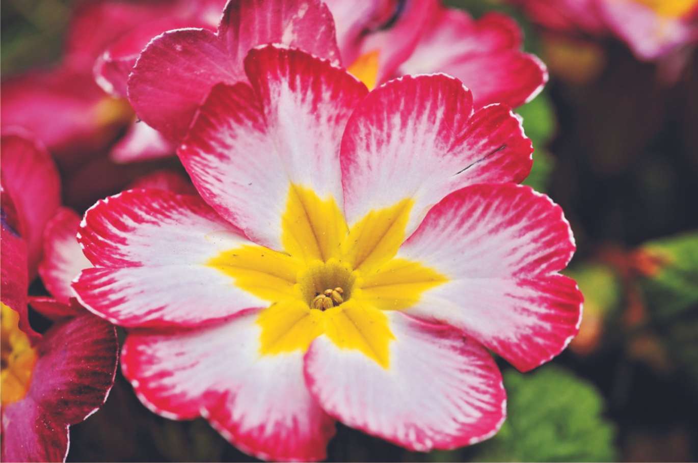 Ανοιξιάτικα λουλούδια παζλ online