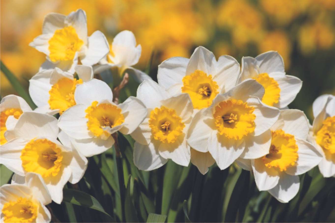 spring flowers online puzzle