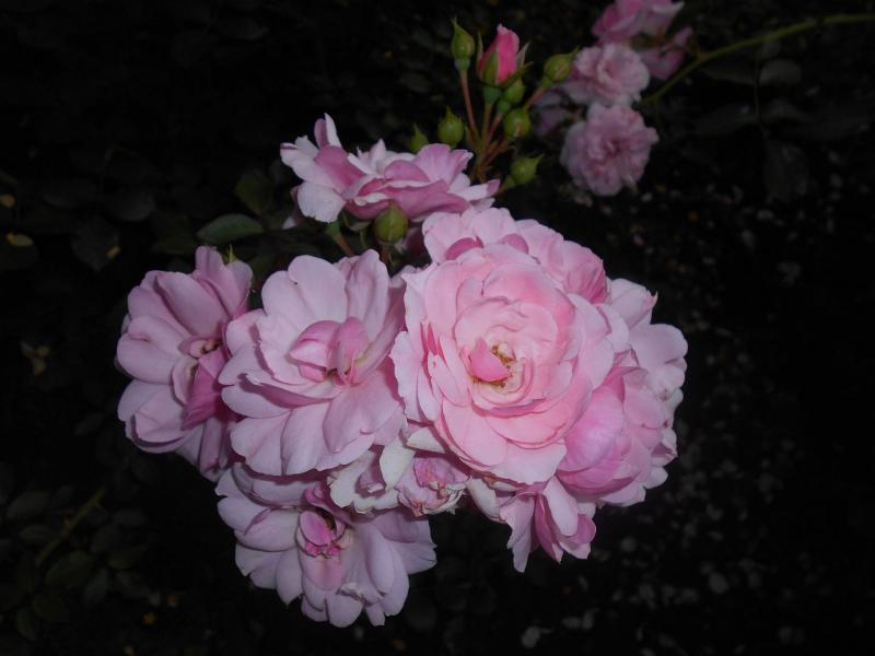 Rose, rose, rose  Puzzlespiel online
