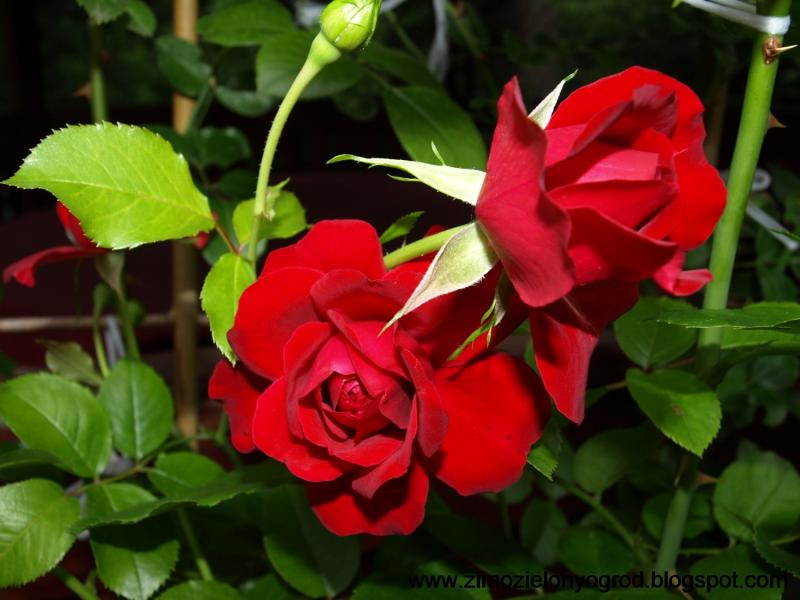Roses, roses, roses  puzzle online