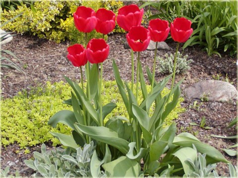 tulipánok a kertben online puzzle