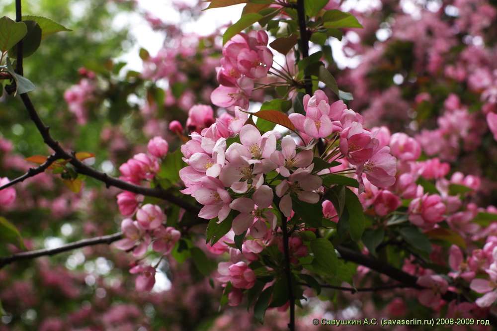 Kvetoucí jabloně skládačky online