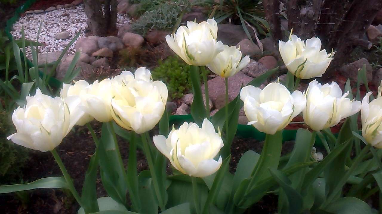 tulipán kirakós online