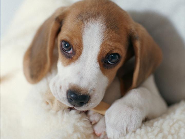 câine beagle puzzle online