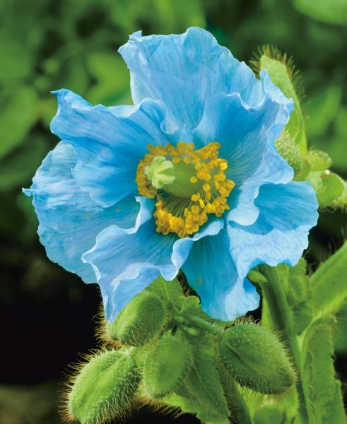Skönheten i blommor - blå vallmo pussel på nätet