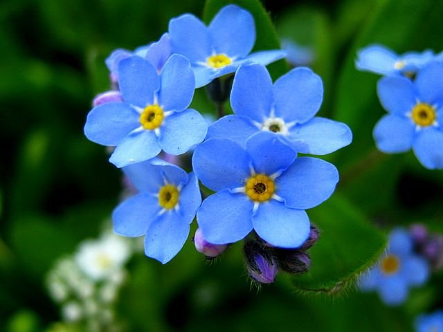 De schoonheid van bloemen - vergeet-mij-nietjes legpuzzel online