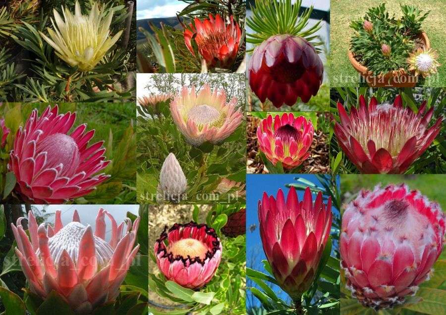 De mooiste bloemen van de wereld legpuzzel online