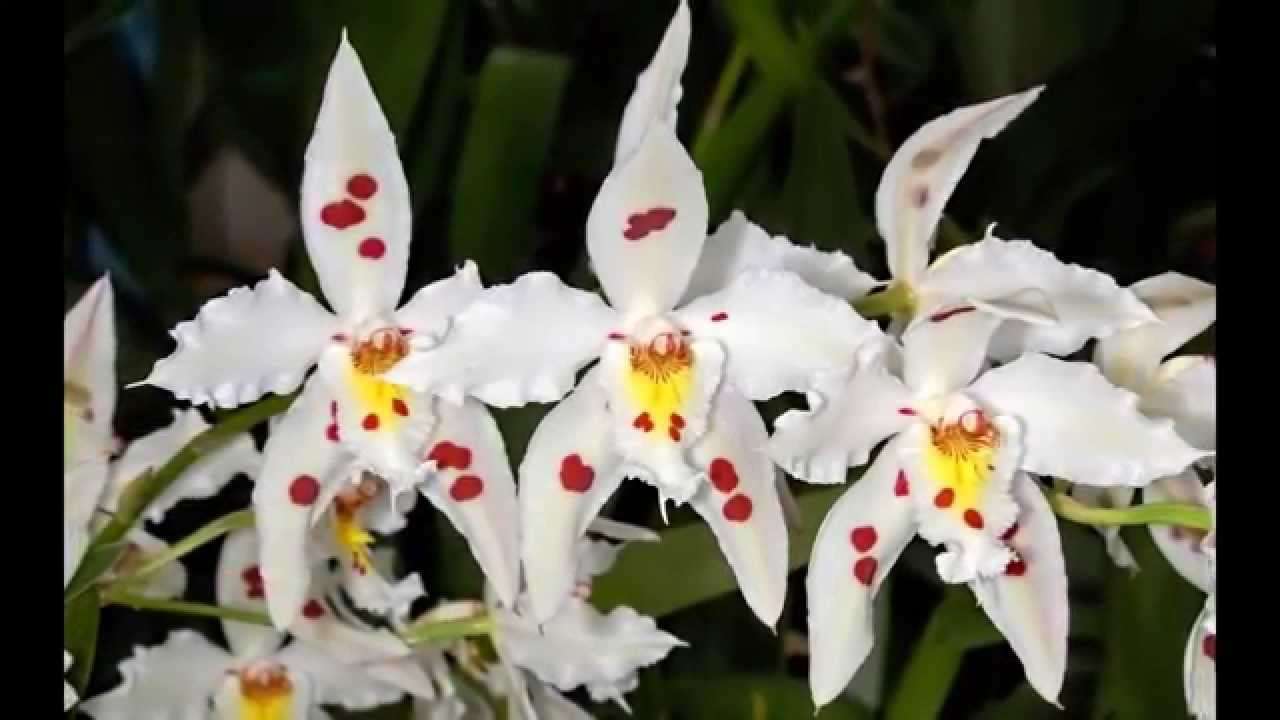 A világ legszebb virágai - kirakós online