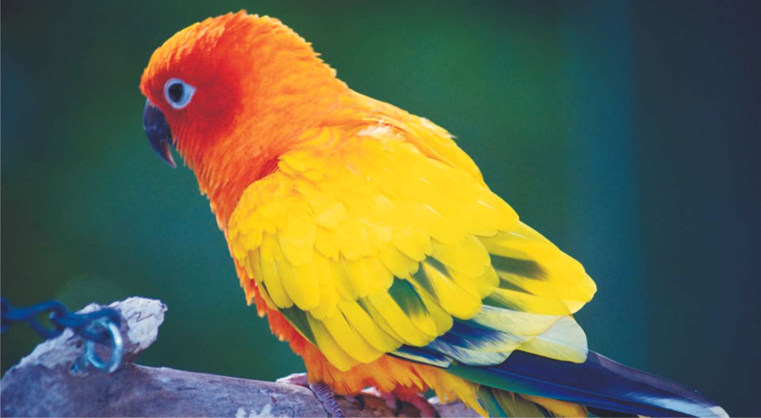 pappagallino ondulato puzzle online