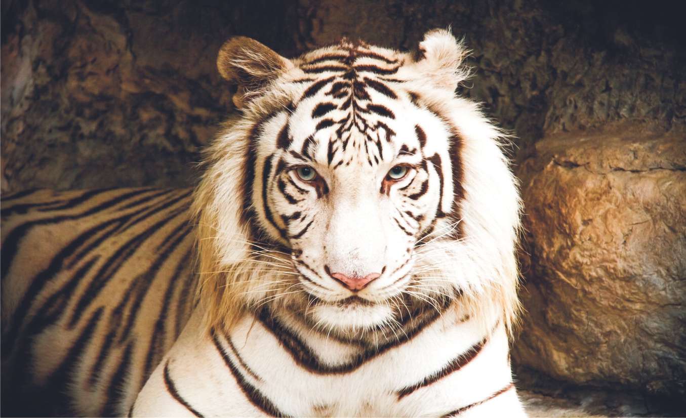Panthera tigris legpuzzel online