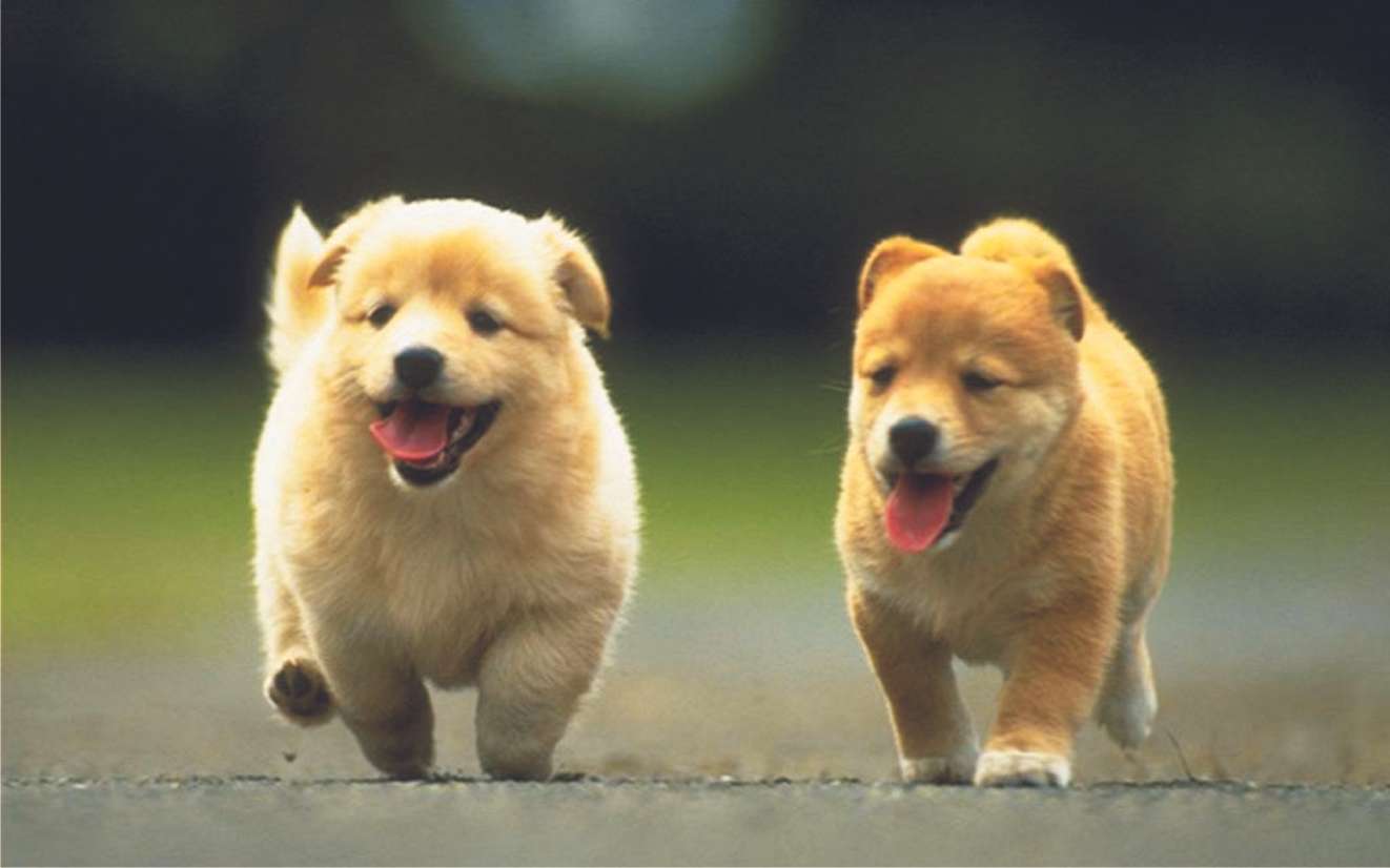 Две малки кучета онлайн пъзел
