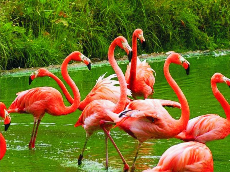 Flamingos online puzzel
