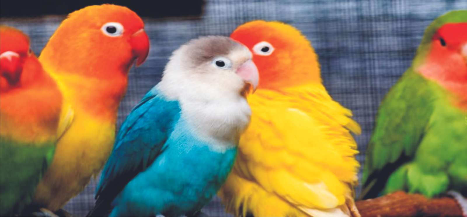 pappagallini puzzle online