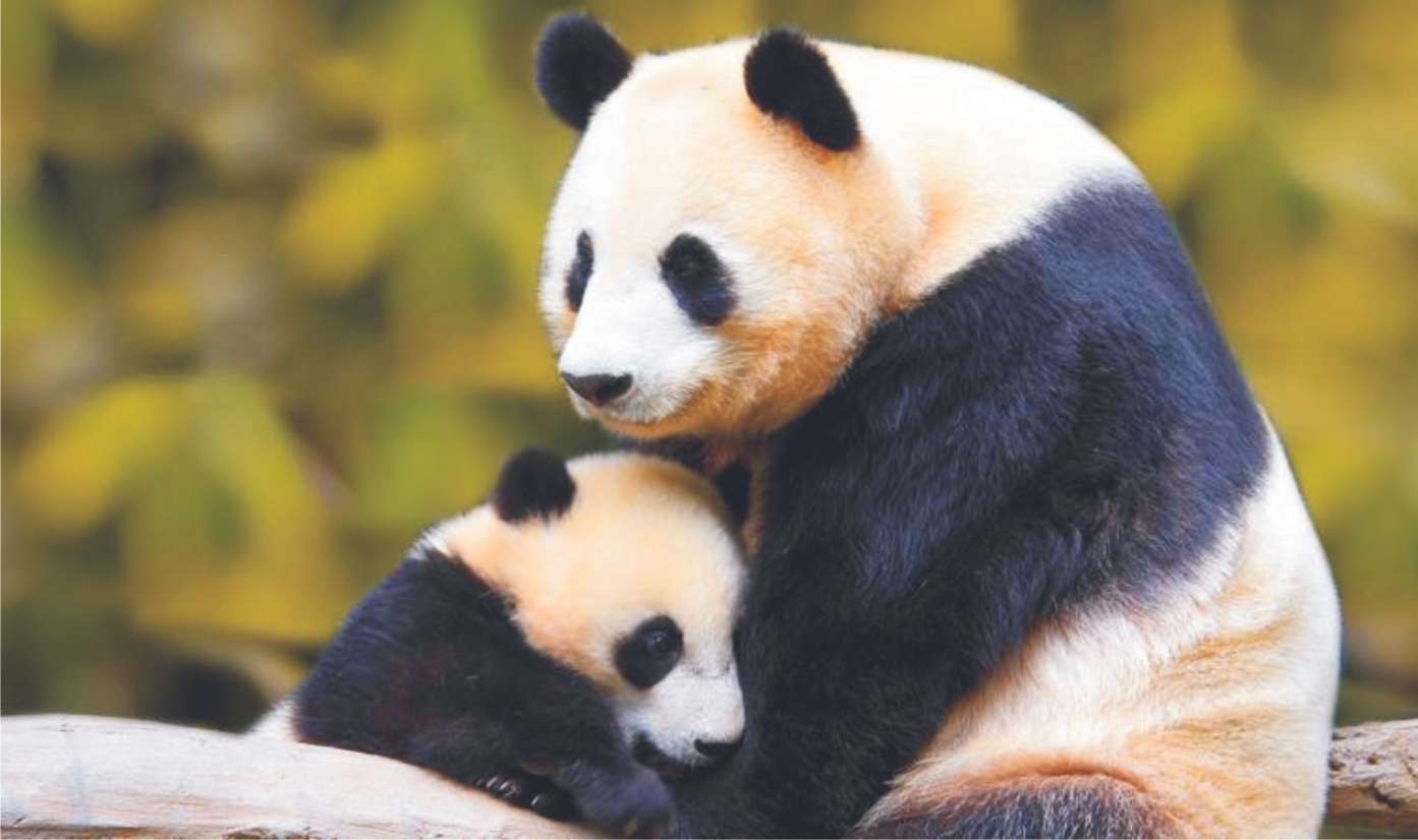 Panda grande rompecabezas en línea