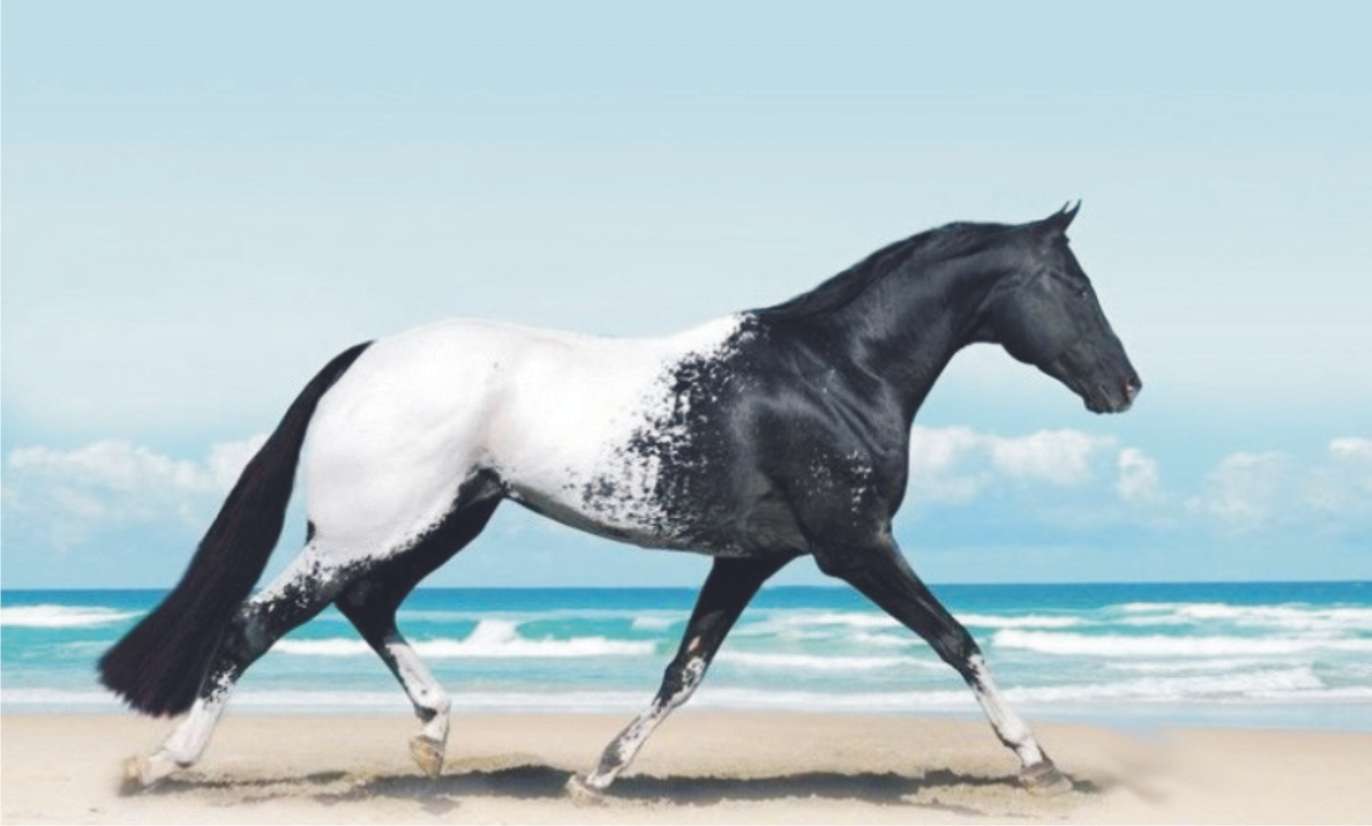 beautiful horse jigsaw puzzle online