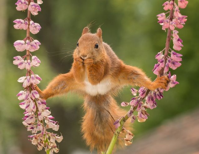 Gekke eekhoorn op de boom online puzzel