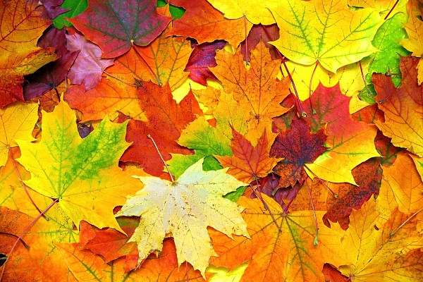Есенни листа онлайн пъзел