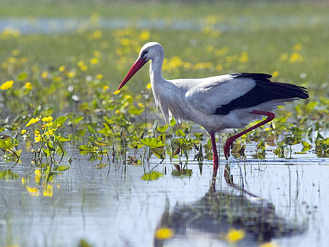 Stork on the meadow jigsaw puzzle online