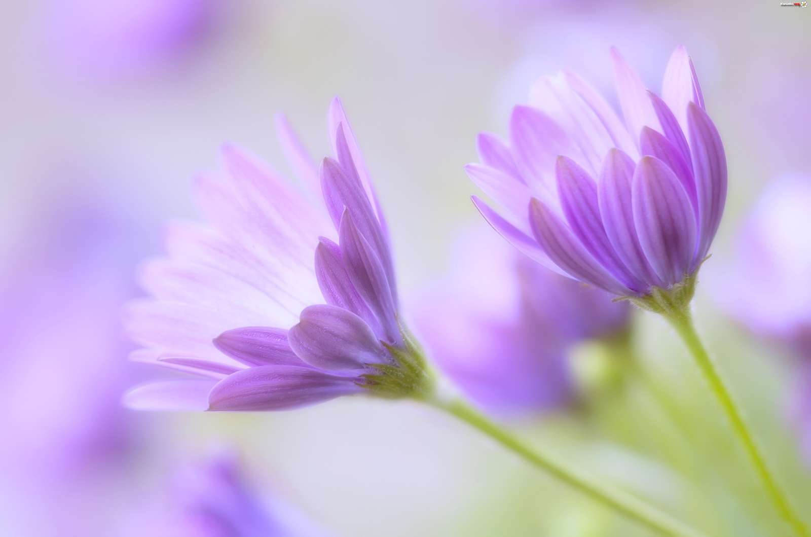 Красивые фиолетовые цветы пазл онлайн
