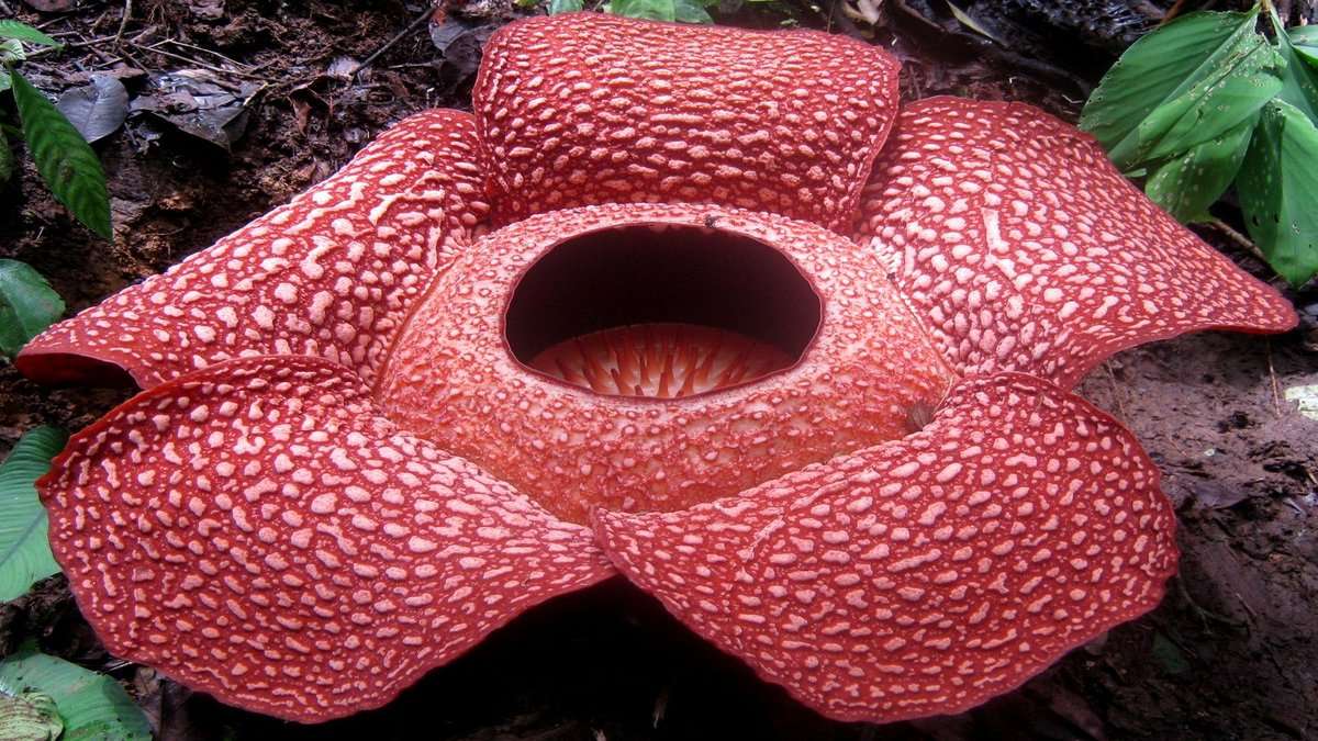 Rafflesia pussel på nätet