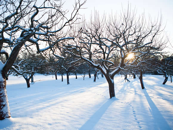 Copaci de iarnă puzzle online