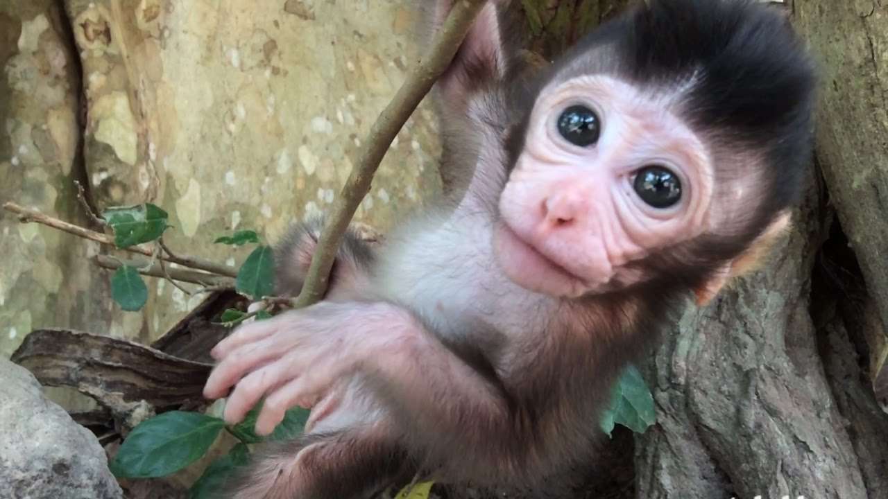 małpeczka kirakós online