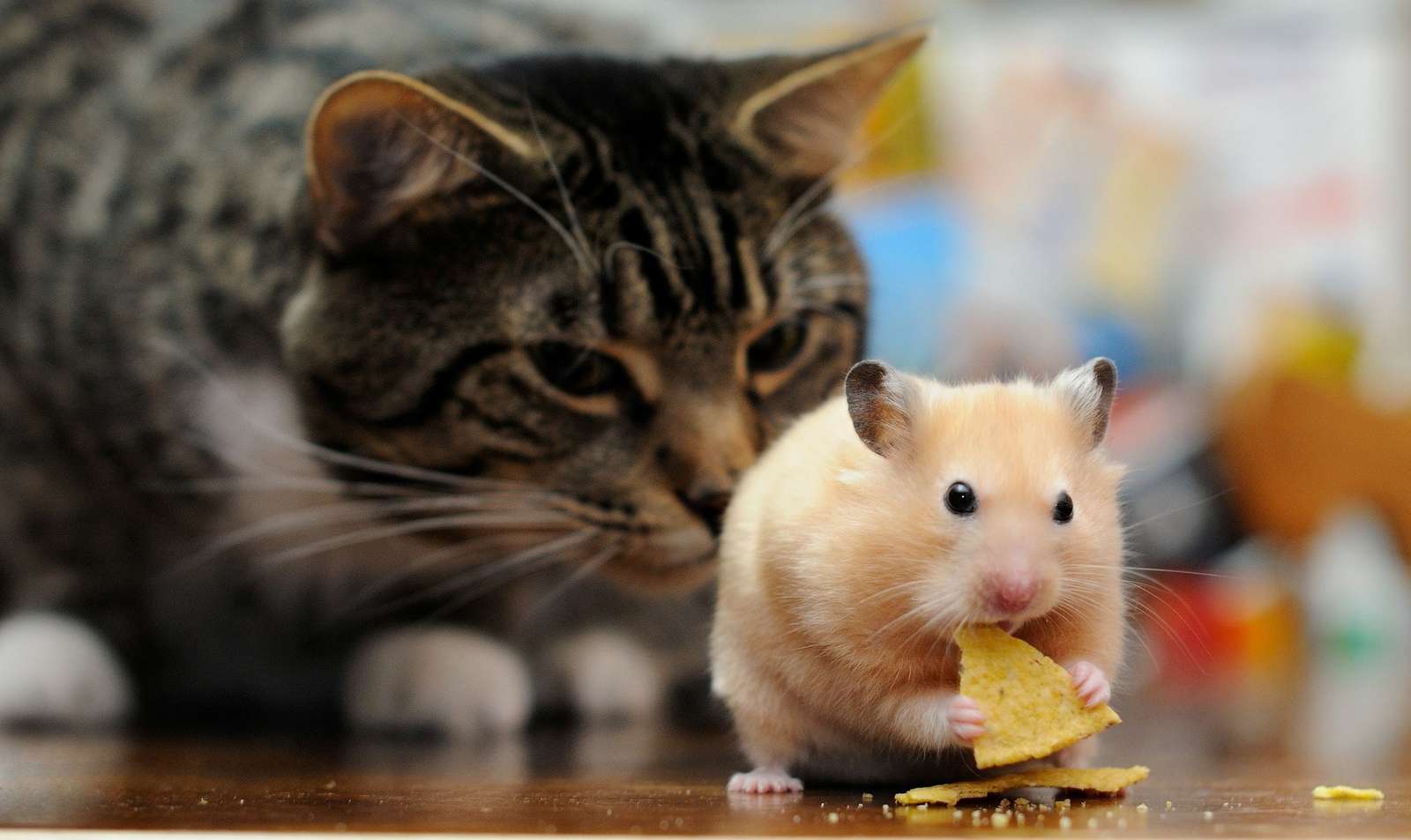 catandhamster online puzzle