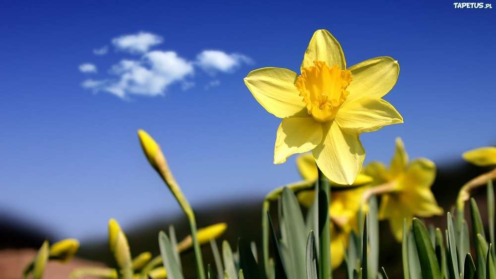 flowering daffodils jigsaw puzzle online