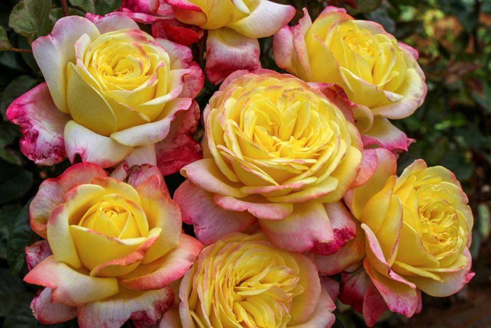rosas com desconto puzzle online