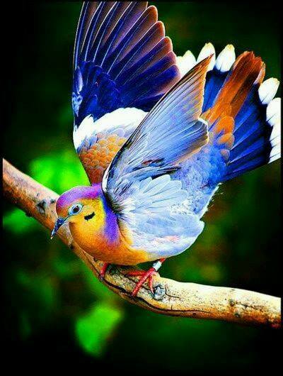barevný pták online puzzle