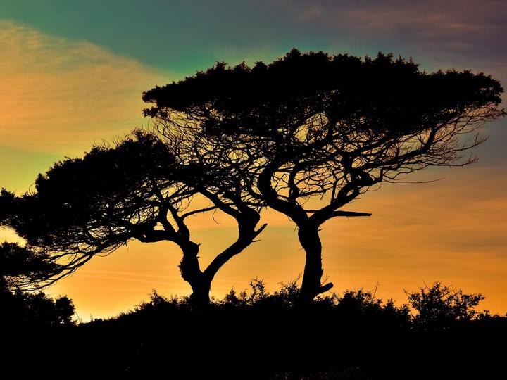 zonsopgang in de savanne legpuzzel online