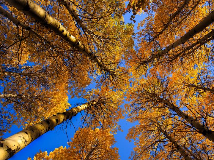őszi fák kirakós online