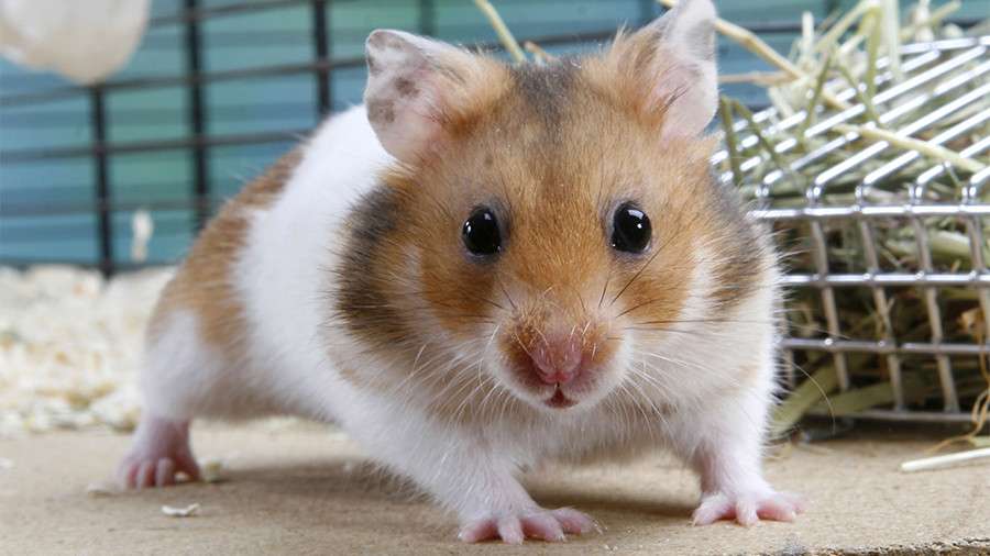 hamsterek skládačky online