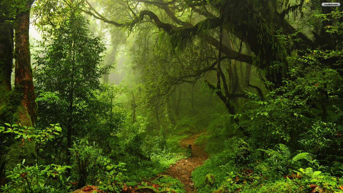 άγριο δάσος online παζλ