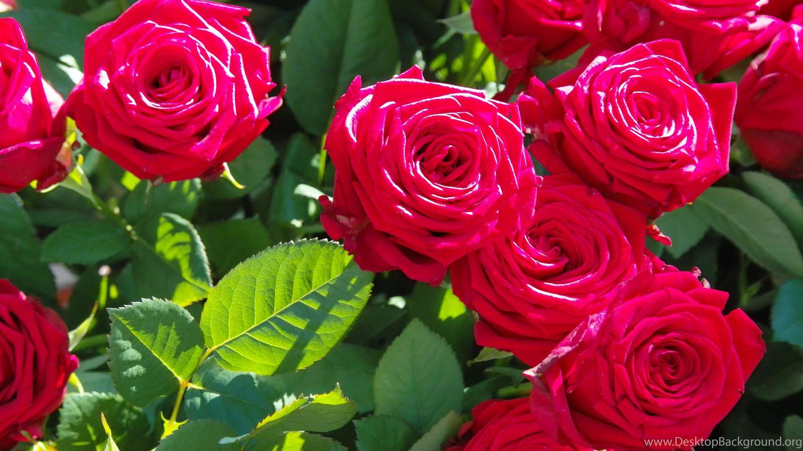 červené růže online puzzle