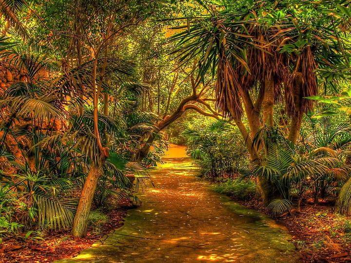 foresta tropicale puzzle online