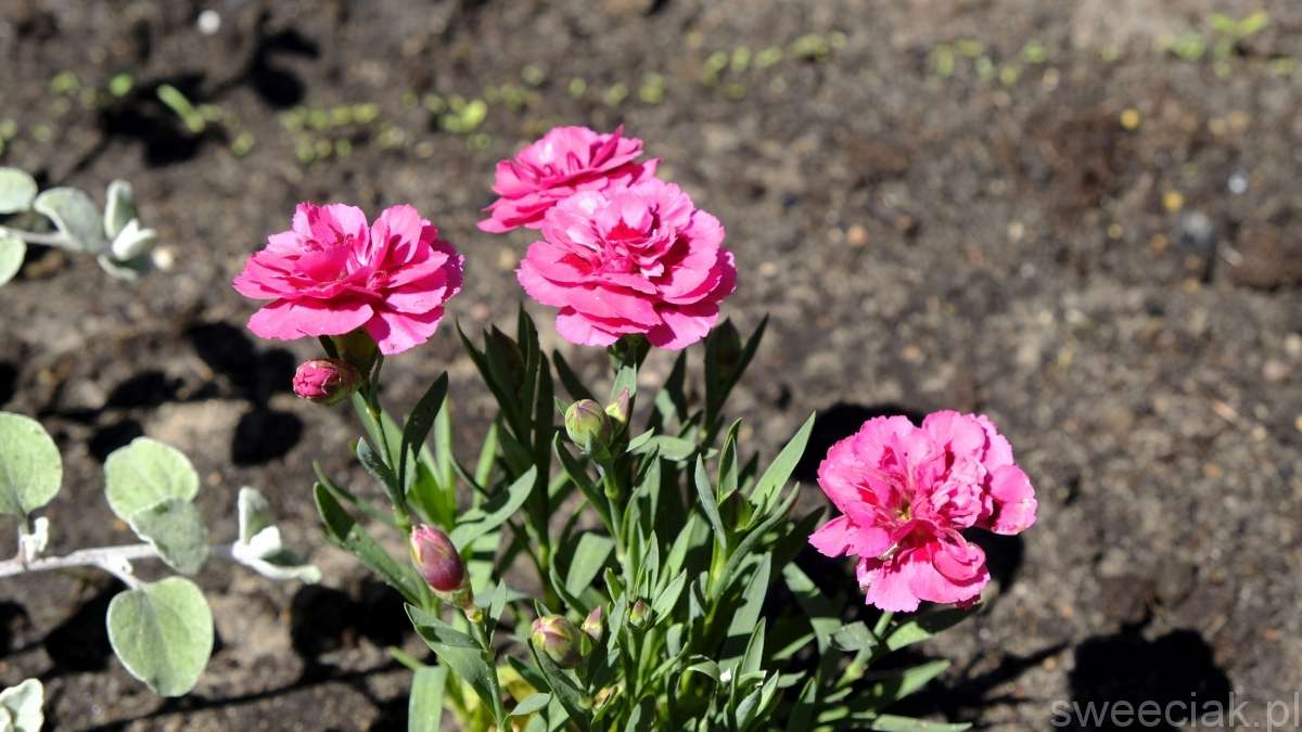 Blumen - die Natur selbst Online-Puzzle